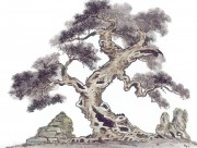 近现代书画 2000 幅_佚名 古树图册huaniaohua3_205