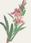花卉图册_佚名 花卉图册J173-69-国画百花争艳68
