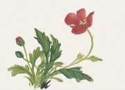 花卉图册_佚名 花卉图册J173-69-国画百花争艳92
