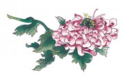 花卉图册_佚名 花卉图册J173-69-国画百花争艳152