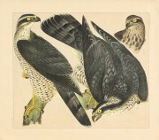 近现代书画 2000 幅_佚名 鸟类写生图谱a-ok-S 44X38