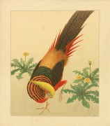 近现代书画 2000 幅_佚名 鸟类写生图谱b-ok-S 38X44